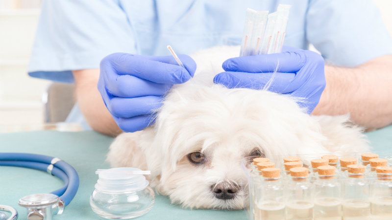 Has Your Pet Ingested a Poison?