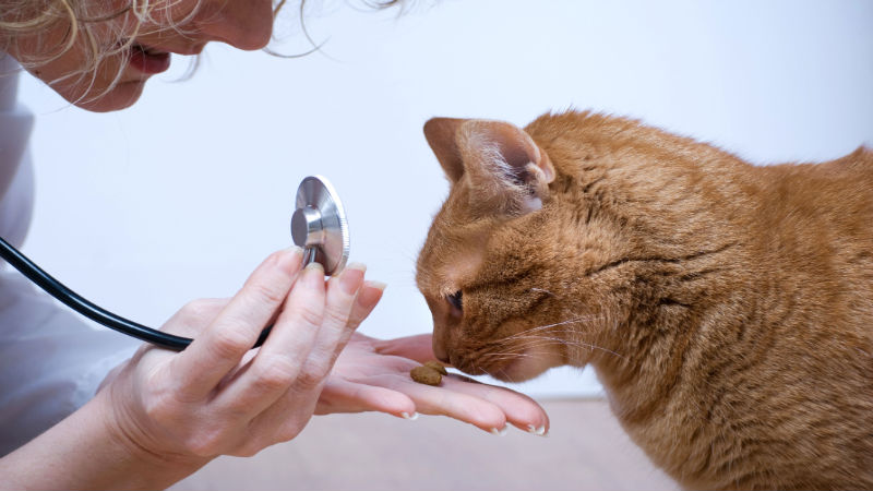 Always Have Access to a Veterinary Service in Joppa, MD