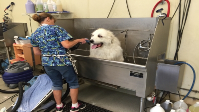 Dogs Enjoy the Professional Dog Grooming in Elkhorn NE