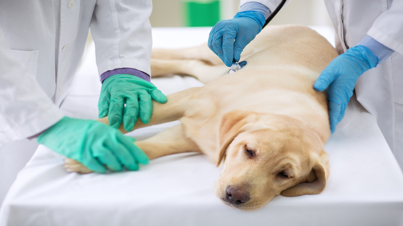 Animal Hospitals Offer Cat Grooming Services in Parkville, MO to Help Your Pet Look its Best