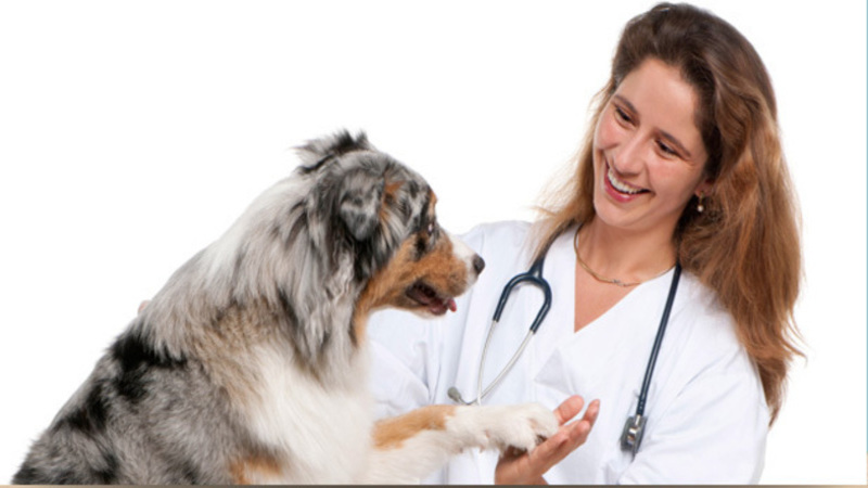 Basic Kitty Care and Cat X-Rays in Manahawkin, NJ May Be Just What Your Pets Need to Stay Healthy