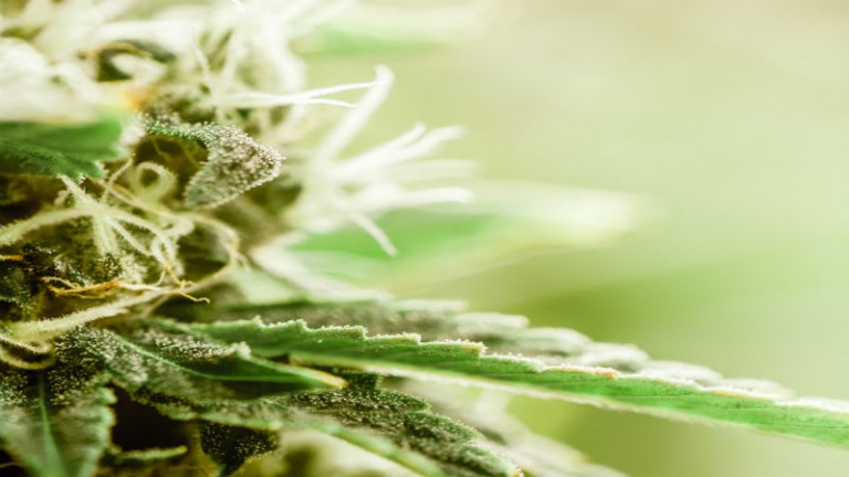 Why CBD Oil May Be the New Wellness Product for Which You Have Been Looking