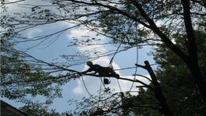 Prevent Damage to Your Home WIth Help From Local Tree Services in Fayetteville GA