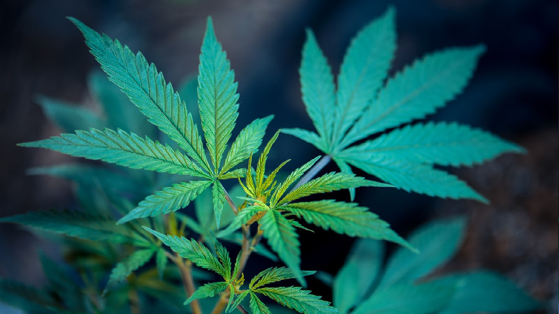 2 Ways to Help You Choose the Best CBD Supplier for Your Salem Dispensary