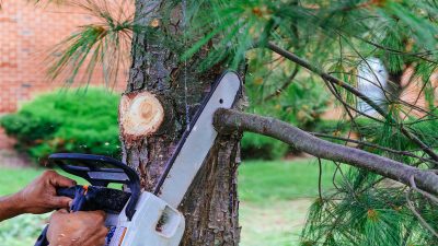 How To Get Safe And Easy Tree Stump Removal