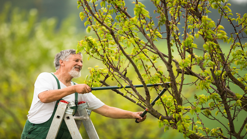 Why Consider An Edible Landscape Design in Asheville, NC