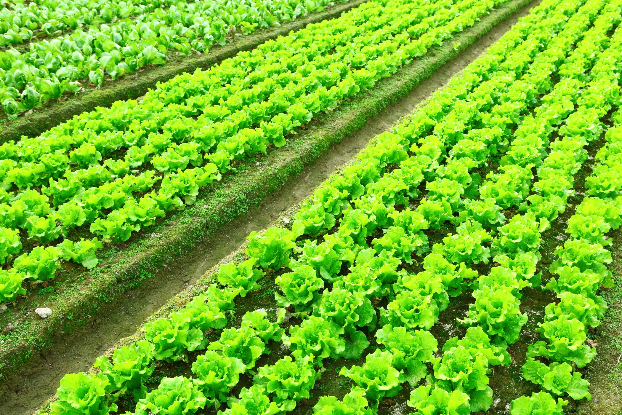 Teaching Children About the Agriculture Industry in Wisconsin