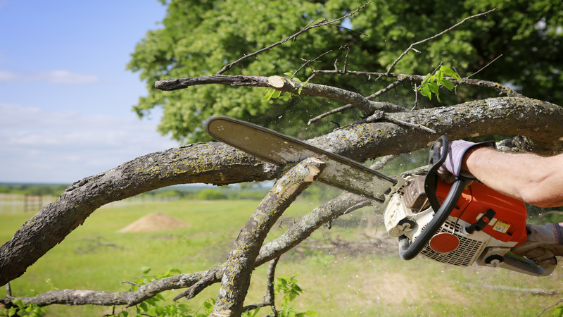 What to Expect From a Tree Stump Grinder in Fayetteville, GA