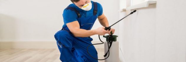 Finding Local Pest Control in Peachtree City, GA