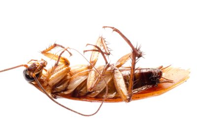 Little-Known Secrets to Preventing Infestations in Any Season: Cockroach Control in Auckland