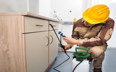 Effective Pest Control Hobart Solutions: Protect Your Family Today