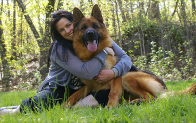 Why Trained Security Dogs For Sale Are The Ultimate Home Safety Solution