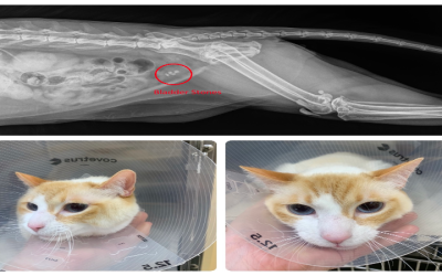 How to Interpret a Cat Chest X-ray Monmouth County NJ Vets Trust for Fast Diagnosis?