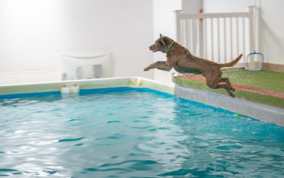 Keep your pup cool this summer with a swimming pool for dogs designed for American backyards