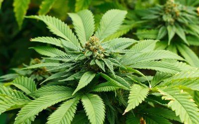 Unlock Better Value with Bulk THCA Flower for Consistent Quality and Wholesale Savings